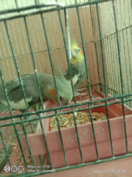 pair cocktail parrot fully healthy sale 2