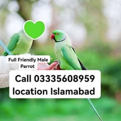 Price 9500 Hand Tamed Full Friendly Green Ring Neck Male Parrot