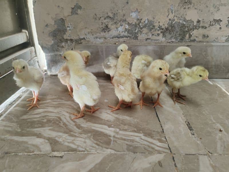 Heera Chicks 0