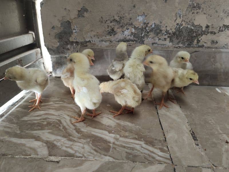 Heera Chicks 1