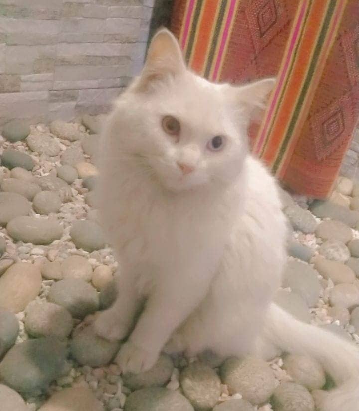 Persian Male cat with odd eyes 1