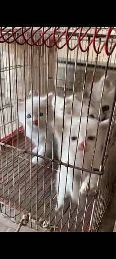 triple coat persion kittens