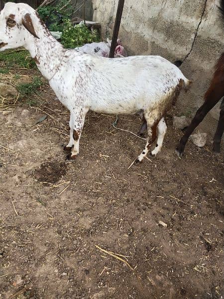 goat for sale 1