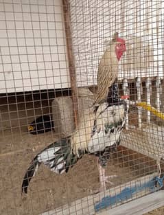 A1 quality pure Aseel rooster
