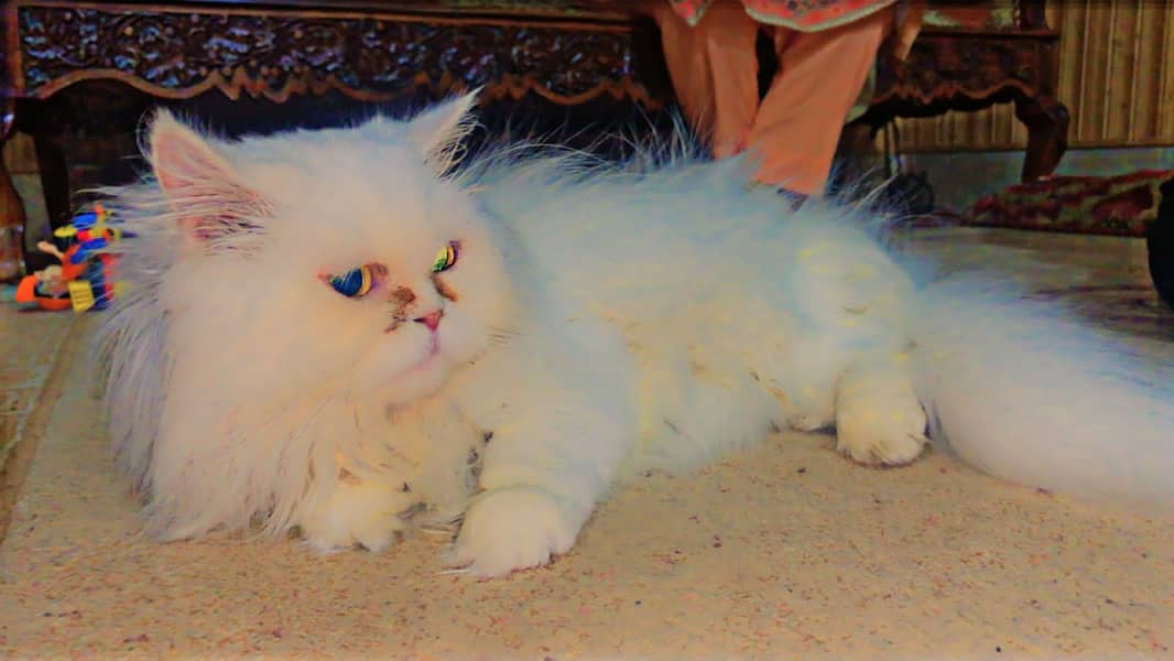 Persian Cat 1