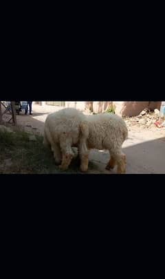 SHEEP PAIR AVAILABLE FOR SALE 0