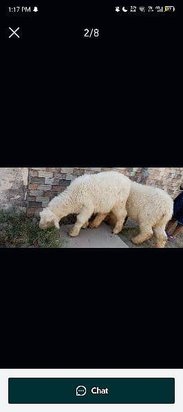 SHEEP PAIR AVAILABLE FOR SALE 2