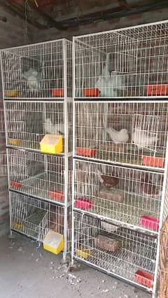 American pigeon for sale