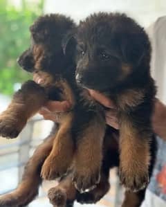 German Shepherd | Puppies  | High Quality | Available 03195756700