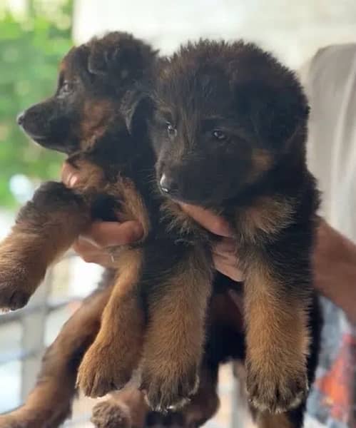 German Shepherd | Puppies  | High Quality | Available 03195756700 1