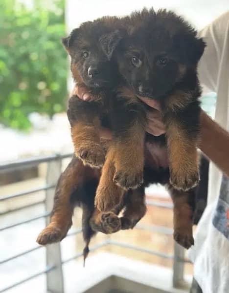 German Shepherd | Puppies  | High Quality | Available 03195756700 2