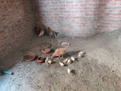 Aseel Pori Family pure/aseel murgha/ aseel chicks/aseel kurak murghi