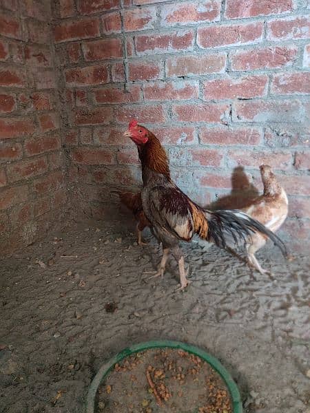 Aseel( 1 murgh+ 3 murghi+ 9 chicks) 4