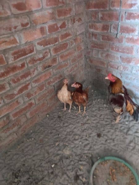 Aseel( 1 murgh+ 3 murghi+ 9 chicks) 10