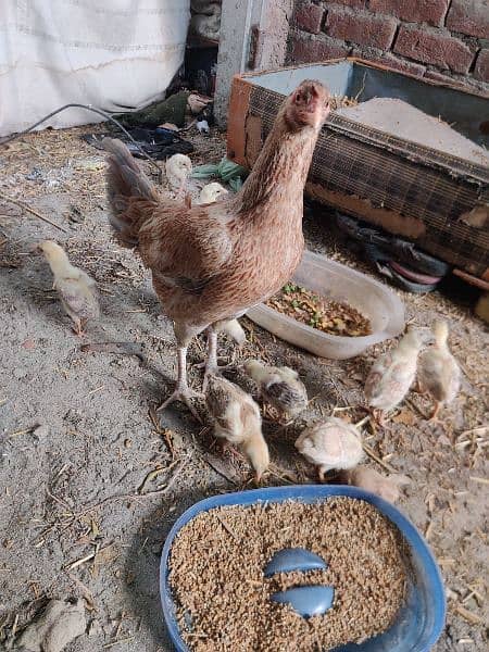 Aseel( 1 murgh+ 3 murghi+ 9 chicks) 12
