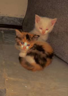 4 persian cat kittens 0