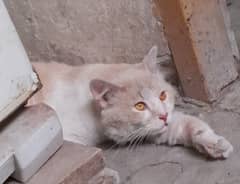 Turkish angora cat 0