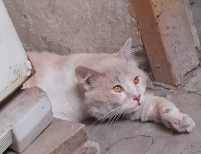 Turkish angora cat 0