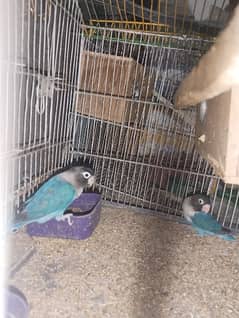 1 pair blue pasnata for sale