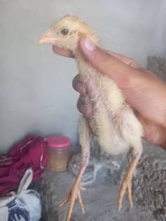 Aseel chicks heera cross 0