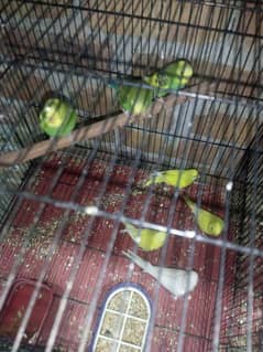 red eyes 4 and black eye 3 budgies available