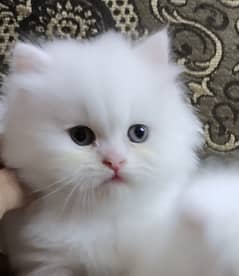 Persian Kittens White Cat Pair Long Hairs