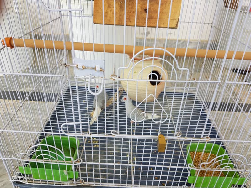 Silver Dove pair with cage setup 2