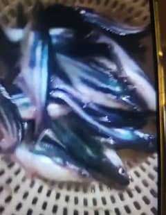 Pangasius seed for sale with good health 0