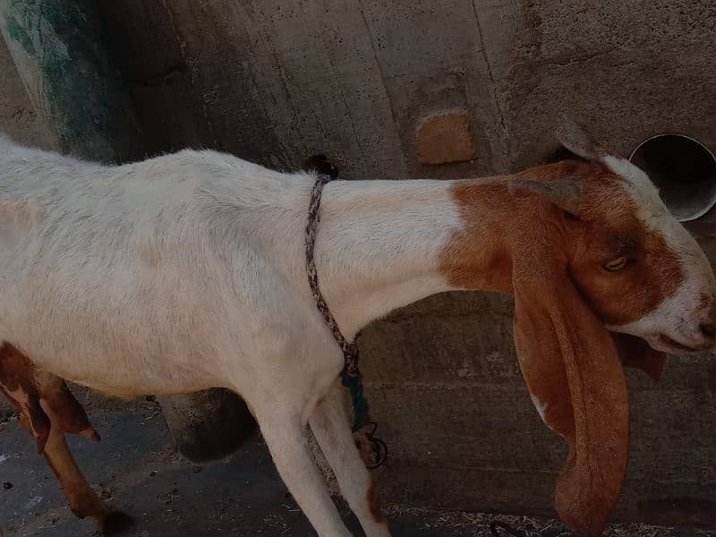 Sindhi bakri. 2