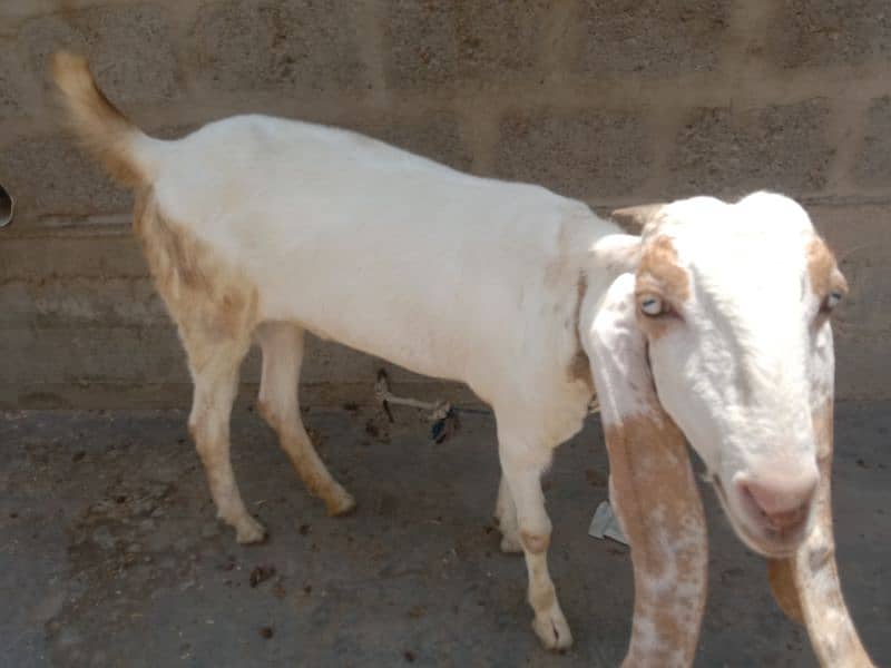 Sindhi bakri. 3