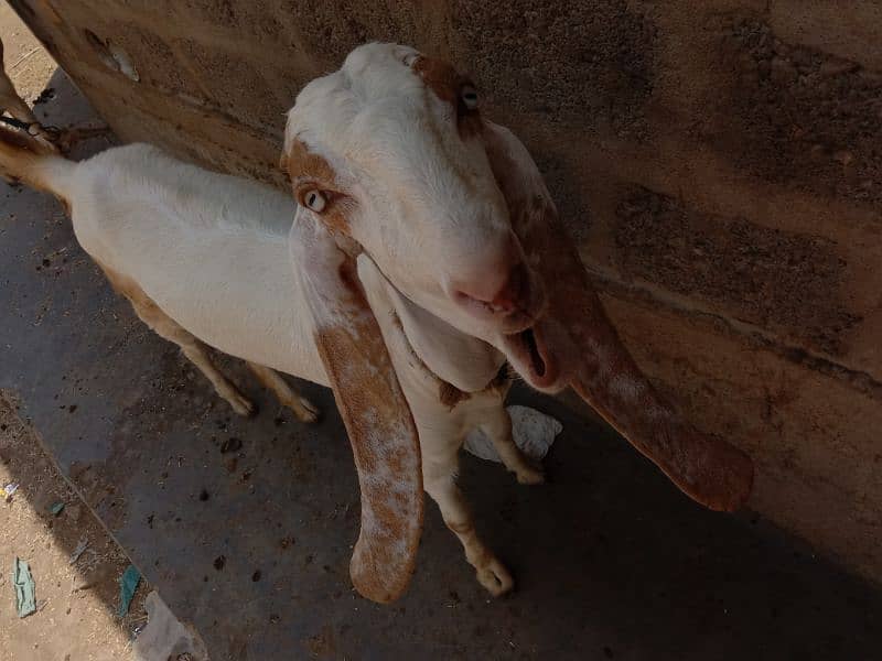 Sindhi bakri. 8