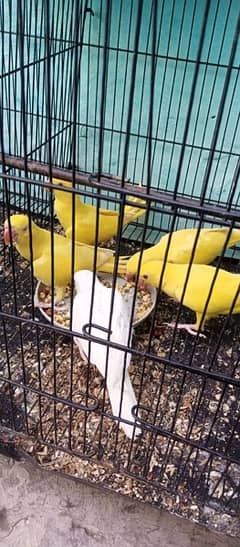 yellow ringneck SELF chicks