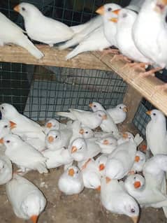 Snow White Finch 25 Pair For Sale