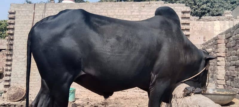 bull for salle desi bull 0