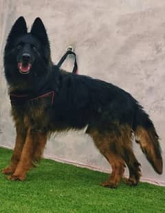 Belgium Shepherd security dog 7months male for sale