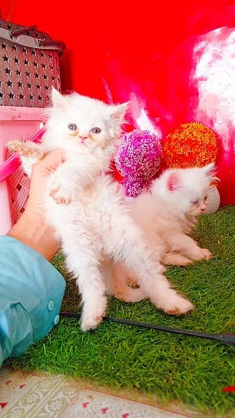 Persian White Blue Eyes Kittens And Triple Coated Cats 11