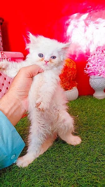 Persian White Blue Eyes Kittens And Triple Coated Cats 12