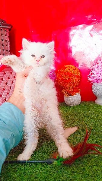 Persian White Blue Eyes Kittens And Triple Coated Cats 13