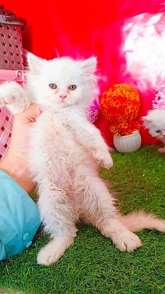 Persian White Blue Eyes Kittens And Triple Coated Cats 14
