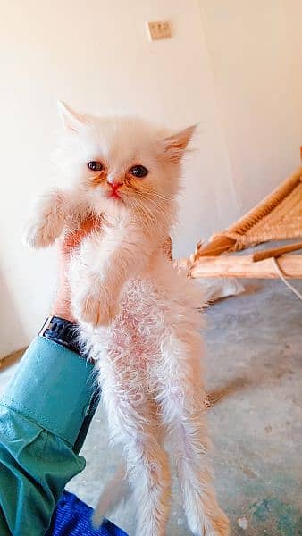 Persian White Blue Eyes Kittens And Triple Coated Cats 15