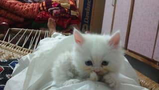 Persian White Kittens And Cats
