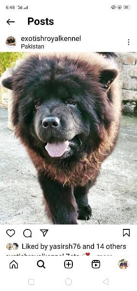 Chowchow puppies ,Russian breed 1