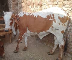 Female Cows milking & pregnent