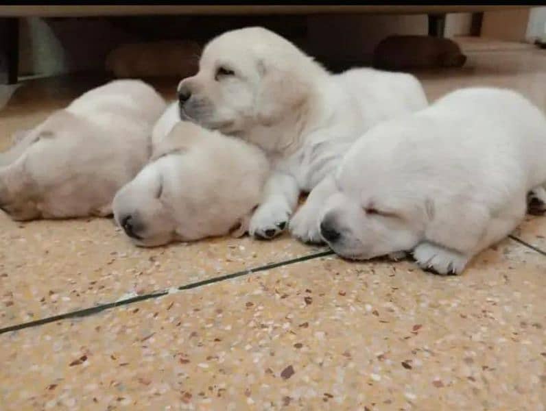 Labrador Puppies imported breed healthy active 2