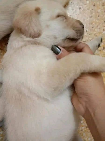 Labrador Puppies imported breed healthy active 3