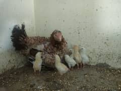 aseel mianwali murgi with aseel 8 chicks for sale
