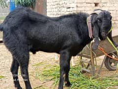 betal goat | rajanpuri goat | bakry | desi goat | bakri 0