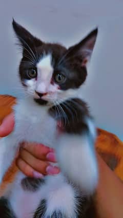 brown and white persian kitten 0