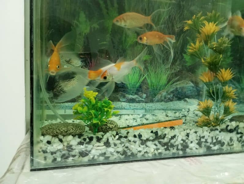 6 comet goldfishes with all aquarium set up 1