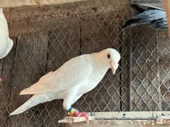 pigeons for sale health and Active